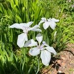 Iris ensata Kwiat