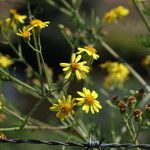 Jacobaea erucifolia Blüte