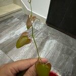 Smilax aspera 葉