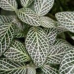 Fittonia albivenisLeaf