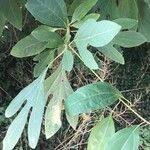 Sassafras albidum Leaf