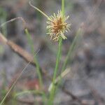 Cyperus vestitus Цвят