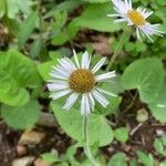 Erigeron pulchellus 花