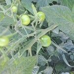 Solanum pimpinellifolium Ffrwyth