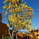 Handroanthus ochraceus Staniste