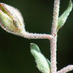 Helianthemum aegyptiacum Fruto