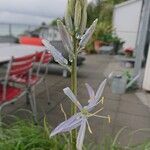 Camassia cusickii Flower