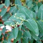 Hypericum × hidcoteense Leaf