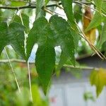 Callianthe striata Leaf