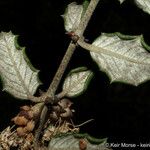 Ceanothus crassifolius Ліст