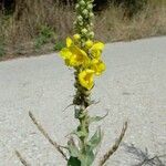 Verbascum phlomoides ᱵᱟᱦᱟ