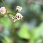 Sanicula europaea Fiore