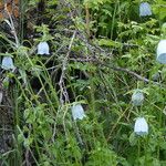Codonopsis clematidea फूल