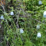 Codonopsis clematidea Flor