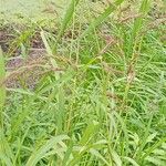 Echinochloa crus-galli आदत