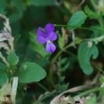 Viola montcaunica Flower