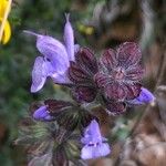 Salvia verbenaca Blüte