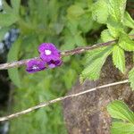 Stachytarpheta frantzii Flower