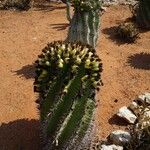 Ferocactus herrerae Corteccia
