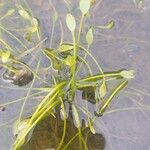 Limosella aquatica Leaf