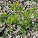 Adonis microcarpa Vekstform