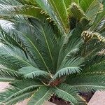 Cycas revoluta Blatt