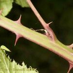 Rubus questieri Bark