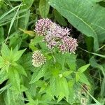 Eupatorium cannabinumफूल