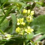 Draba nemorosa 花