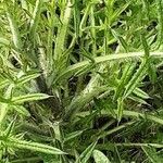 Cirsium eriophorum Blad