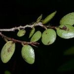 Sphyrospermum buxifolium Meyve