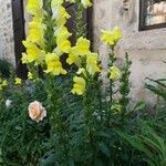 Antirrhinum majus Hàbitat