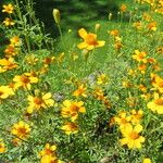 Tagetes tenuifolia 花