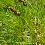 Carex cuprina 葉