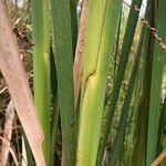 Typha orientalis Leaf