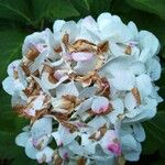 Hydrangea macrophyllaЦветок