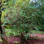 Brunfelsia uniflora आदत