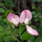Ononis rotundifolia Kvet