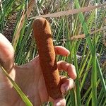 Typha orientalis Žiedas