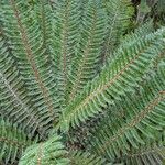 Polystichum vestitum Blad