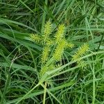 Carex lupuliformis Fulla