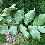 Zelkova carpinifolia برگ