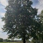 Quercus palustris Hábito