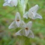 Goodyera repens Blüte