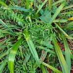 Vicia tetraspermaList