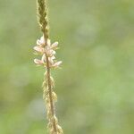 Indigofera hirsutaŽiedas