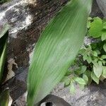 Aspidistra lurida List