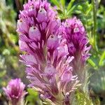 Castilleja exserta Flower