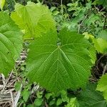 Vitis vulpina Листок