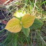 Viburnum lantana 葉